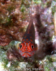 Goby taken at Sharksbay with E300 and 105mm lens. by Nikki Van Veelen 
